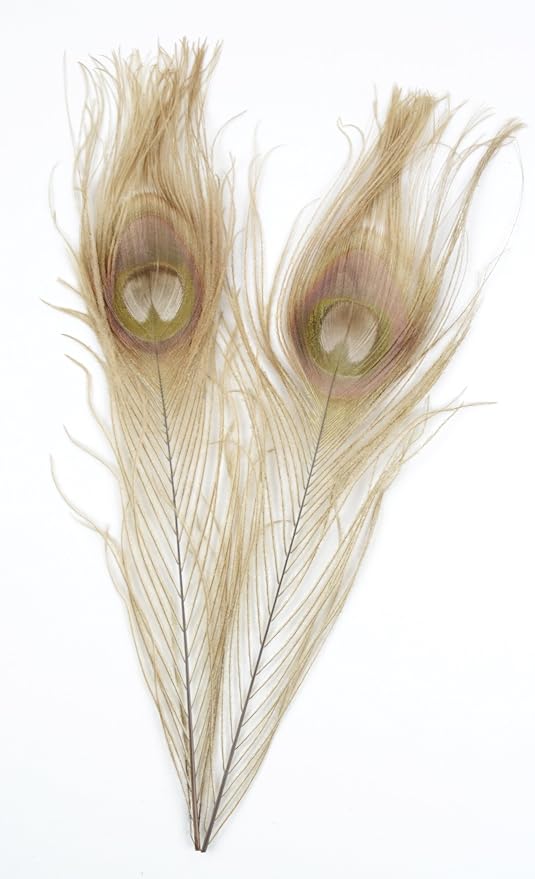 Peacock Eye Feathers