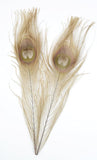 Peacock Eye Feathers