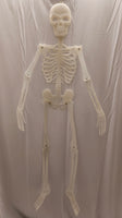Glow In The Dark Skeleton