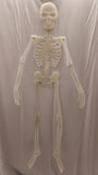Glow In The Dark Skeleton