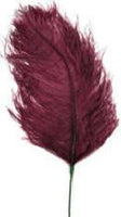 Ostrich Feather Plume