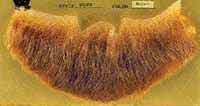 Chin Beard 3 Point  100% Human Hair